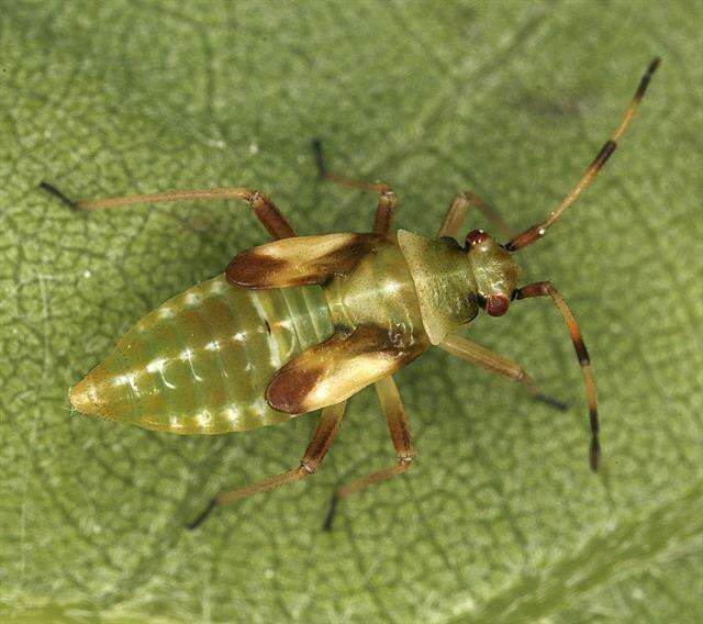 Image of Dryophilocoris