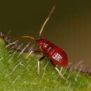 Image of Grypocoris sexguttatus (Fabricius 1777)