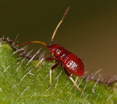 Image of Grypocoris