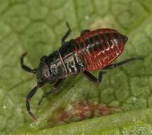 Image de Heterocordylus tumidicornis (Herrich-Schaeffer 1835)