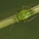 Image of Common Green Capsid