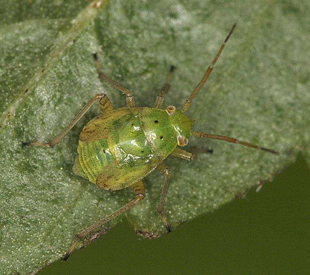 Image of Lygus Bugs