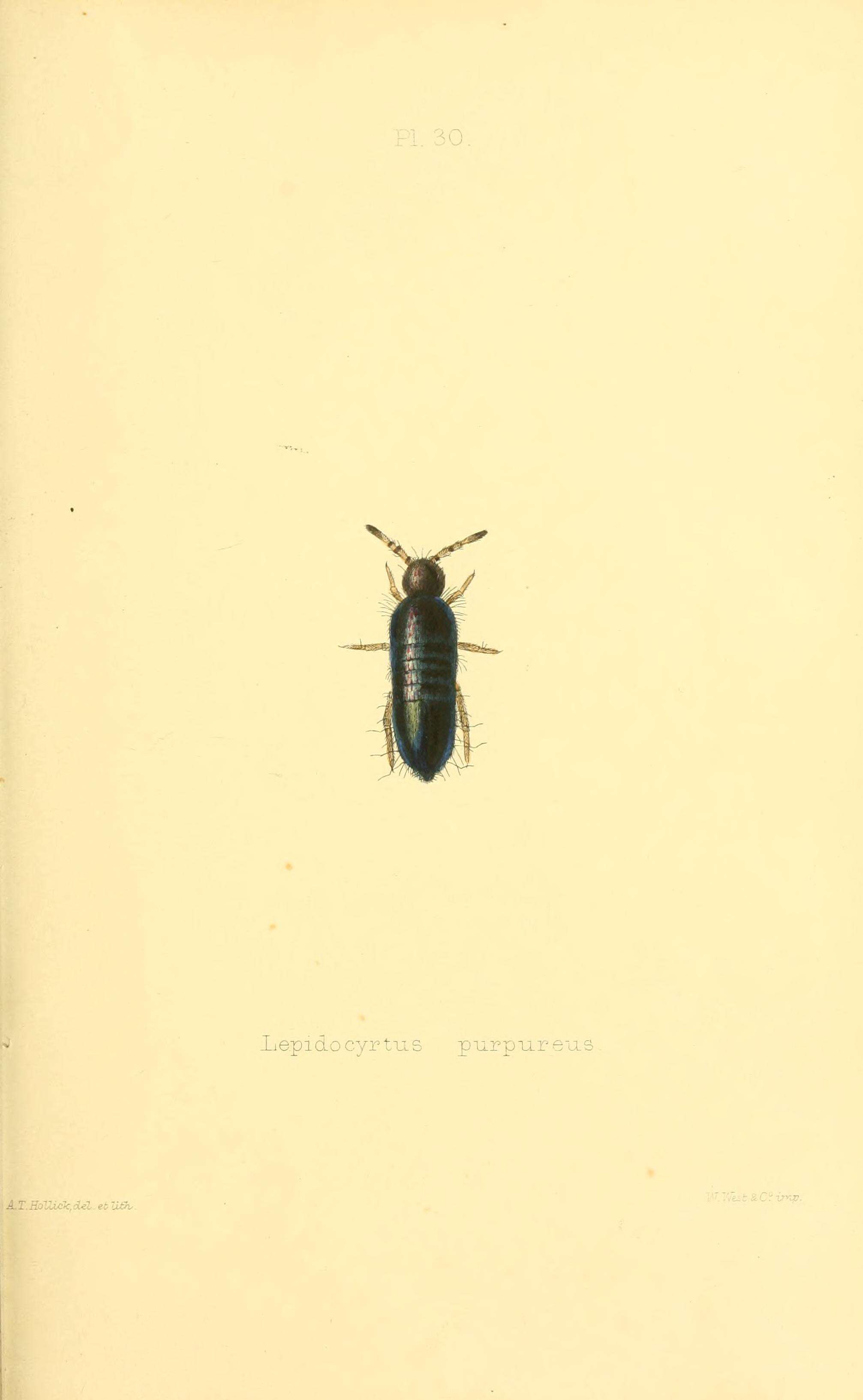 Image de Lepidocyrtus (Lanocyrtus) cyaneus Tullberg 1871