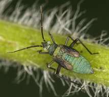 Macrotylus solitarius (Meyer-Dur 1843) resmi