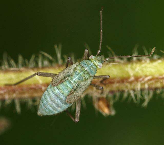 Macrotylus solitarius (Meyer-Dur 1843) resmi