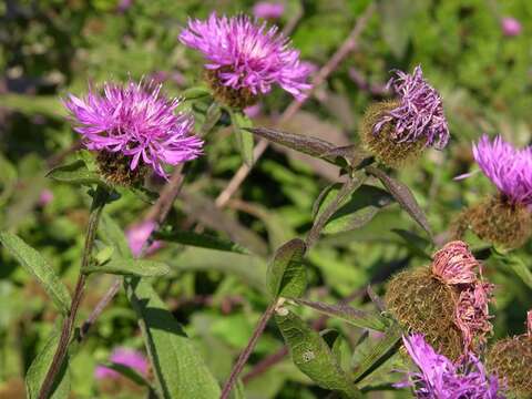 Image of wig knapweed