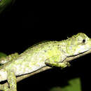 Image of Calotes paulus (Smith 1935)