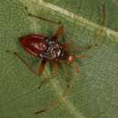 Image of Megacoelum infusum (Herrich-Schaeffer 1837)