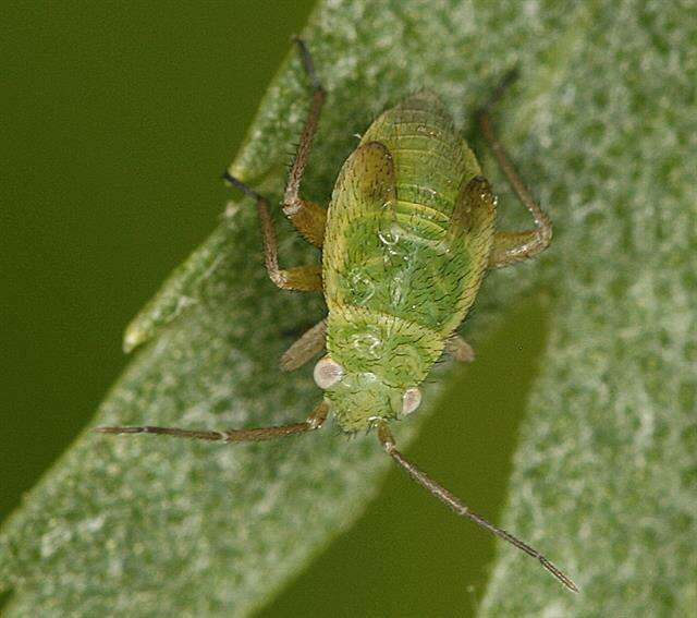 Слика од Megalocoleus