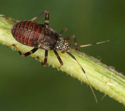 Слика од Mermitelocerus