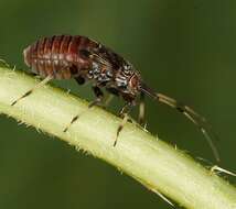 صورة Mermitelocerus