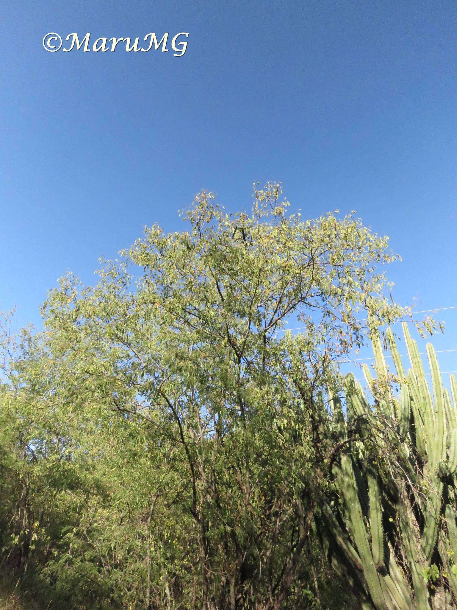 Plancia ëd Leucaena cuspidata Standl.