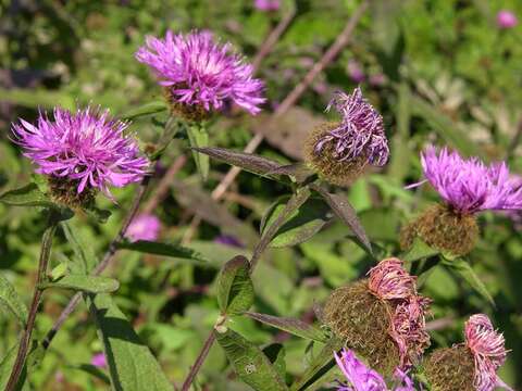 Image of wig knapweed