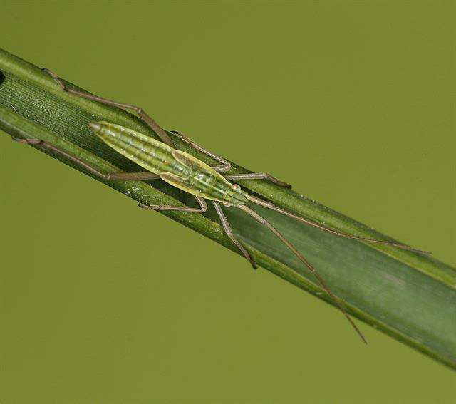 Image of Notostira elongata (Geoffroy 1785)