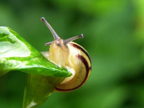 Image of Banded snails