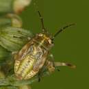 Orthops campestris (Linnaeus 1758)的圖片