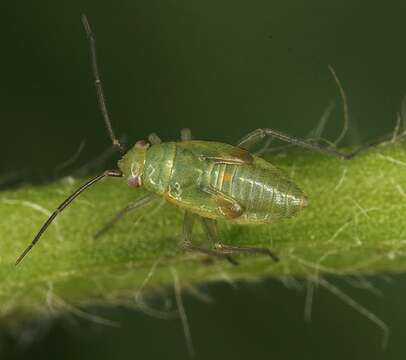 Image of Orthotylus adenocarpi (Perris 1857)