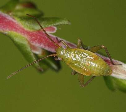 Image of Orthotylus ericetorum (Fallen 1807)