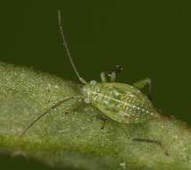 Image of Orthotylus flavosparsus (C. Sahlberg 1841)