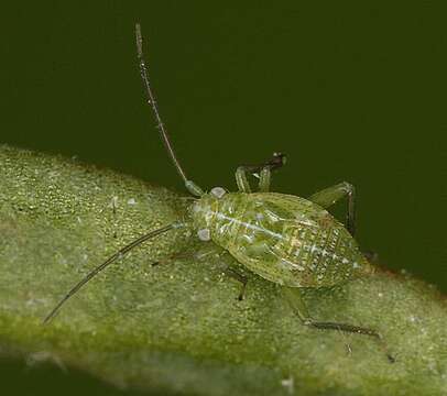 Image de Orthotylus flavosparsus (C. Sahlberg 1841)