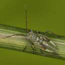 Image of Mirid bug