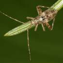 Image of Phytocoris intricatus Flor 1861