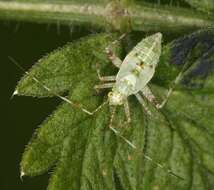 Image of Phytocoris