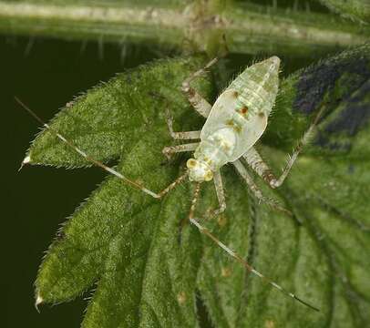 Image of Phytocoris