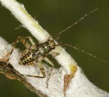 Image of Phytocoris