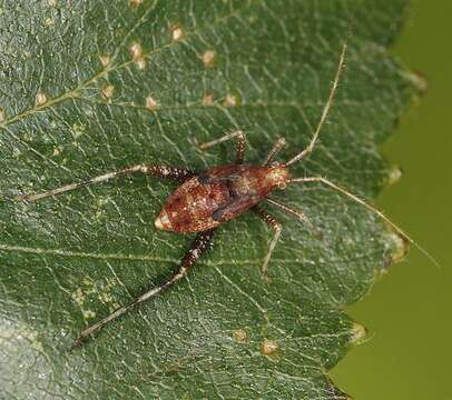 Image of Phytocoris ulmi (Linnaeus 1758)