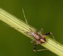 Image of Phytocoris varipes Boheman 1852