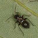 Image of Pilophorus perplexus Douglas & Scott 1875