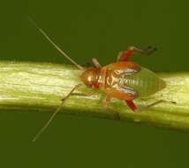 Image of Leaf bug