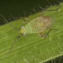 Image of Trefoil Plant Bug