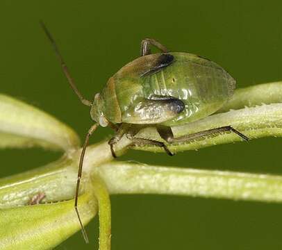 Image de Polymerus palustris (Reuter 1905)