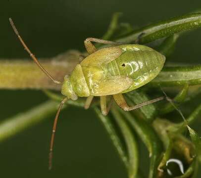 Image de Polymerus vulneratus (Panzer 1805)