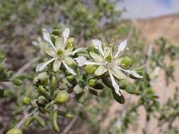 Image of Tetraena dumosa (Boiss.) Beier & Thulin