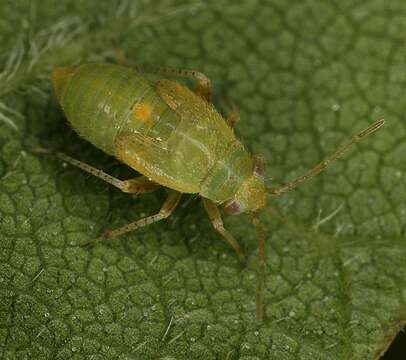 Image of Psallus assimilis Stichel 1956