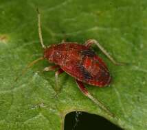 Image of Plant bug