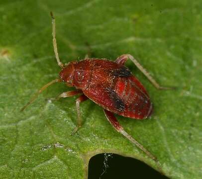 Image of Plant bug