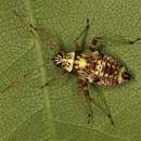 Image of Striped Oak Bug