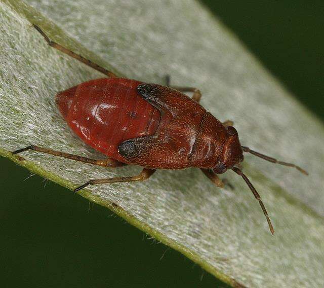 Image of Salicarus