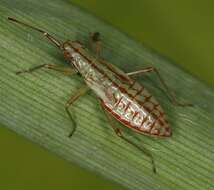 Image of Teratocoris