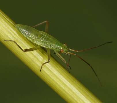 Teratocoris paludum J. Sahlberg 1870的圖片