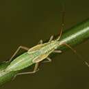 Image of Rice Leaf Bug