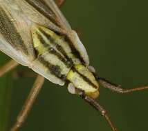 Image of Acetropis