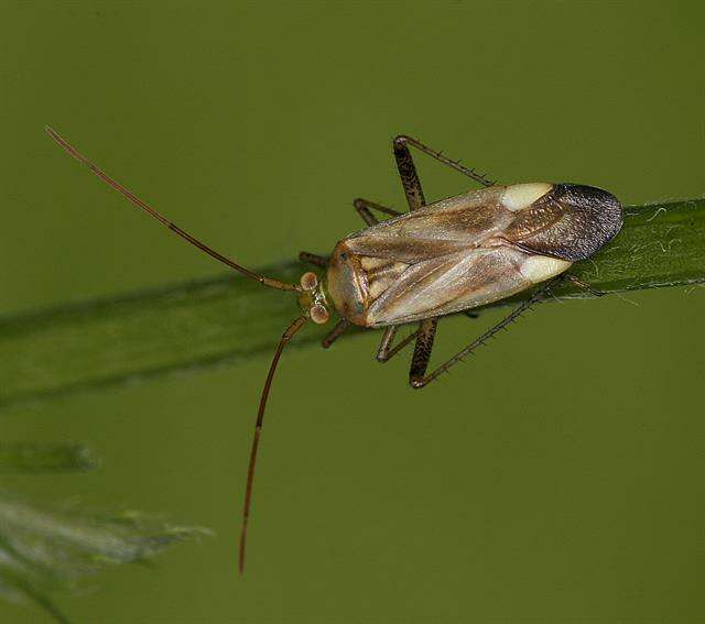 Image of Adelphocoris