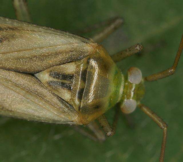 Image of Adelphocoris