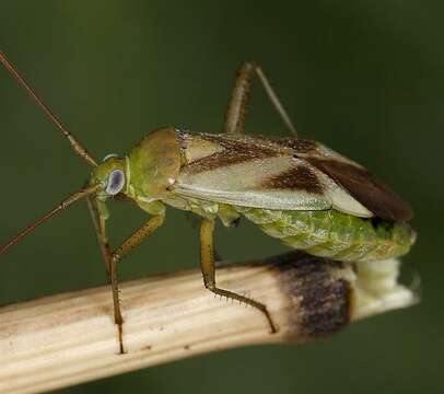 Image of Adelphocoris