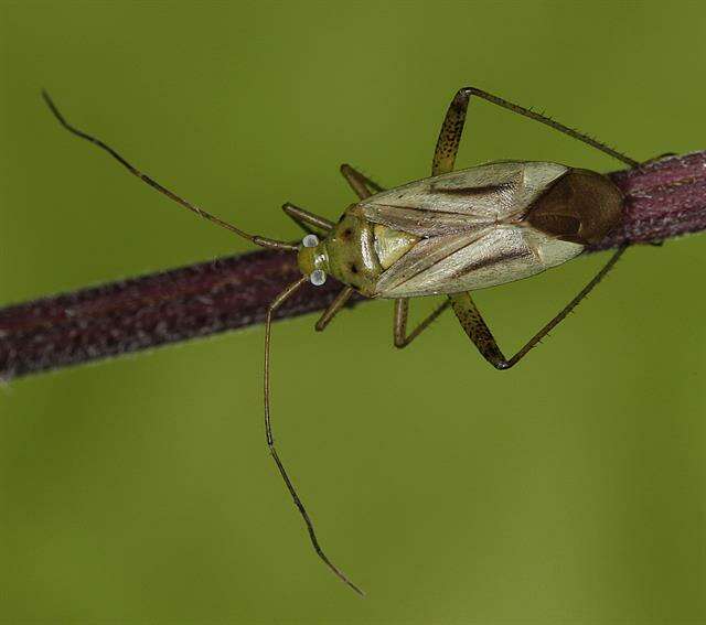 Image of Adelphocoris quadripunctatus (Fabricius 1794)